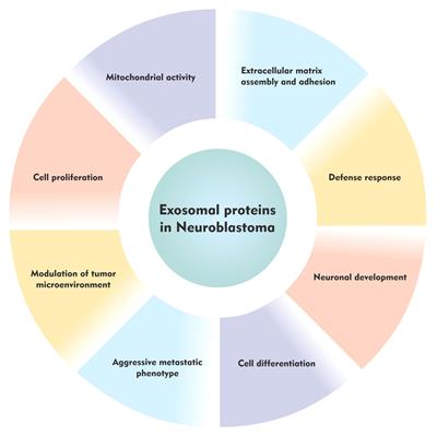 The emerging role of the exosomal proteins in neuroblastoma